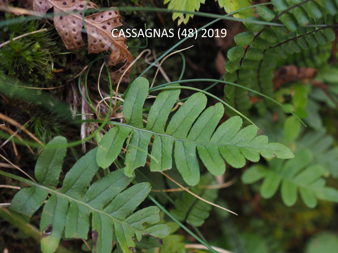 Polypodium, Southern leaf